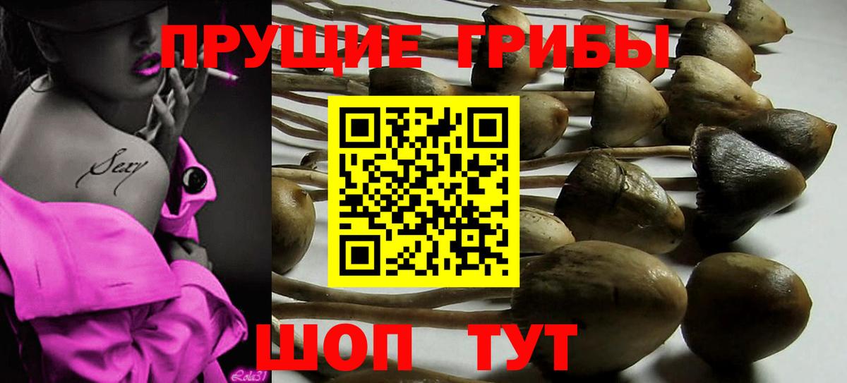Жуковский  Псилоцибиновые грибы Cubensis  Псилоцибиновые грибы Psilocybe  Вход с VPN 